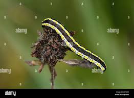 Attēlu rezultāti vaicājumam “Cucullia lucifuga larva”