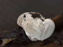 Attēlu rezultāti vaicājumam “Diderma chondrioderma”