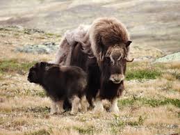 Image result for Mohakenox