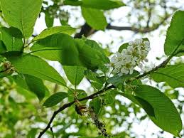 Attēlu rezultāti vaicājumam “Padus avium fruit”