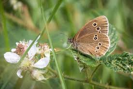 Attēlu rezultāti vaicājumam “Aphantopus hyperantus underside”