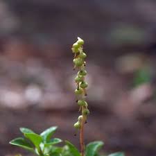 Attēlu rezultāti vaicājumam “Orthilia secunda fruit”