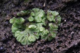 Attēlu rezultāti vaicājumam “Riccia cavernosa”