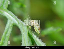 Attēlu rezultāti vaicājumam “Lygus pratensis nymph”