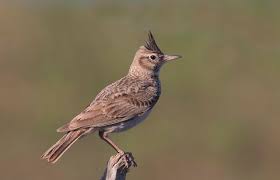 Attēlu rezultāti vaicājumam “Galerida cristata adult”