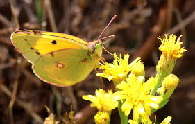 Attēlu rezultāti vaicājumam “Colias croceus”