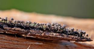 Attēlu rezultāti vaicājumam “Physarum album macro”