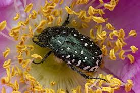 Attēlu rezultāti vaicājumam “Oxythyrea funesta imago”