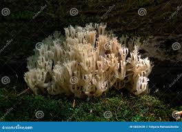 Attēlu rezultāti vaicājumam “Clavicorona pyxidata”