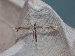 Attēlu rezultāti vaicājumam “Platyptilia gonodactyla”