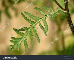 Attēlu rezultāti vaicājumam “Tanacetum vulgare leaf”