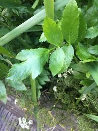 Attēlu rezultāti vaicājumam “Berula erecta leaf”