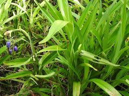 Attēlu rezultāti vaicājumam “Dianema nivale sessile”