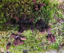 Attēlu rezultāti vaicājumam “Stemonitis axifera stalked”