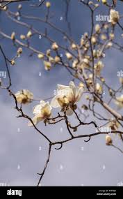 Attēlu rezultāti vaicājumam “Magnolia cylindrica”