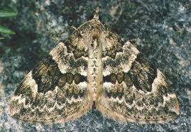 Attēlu rezultāti vaicājumam “Thera variata”