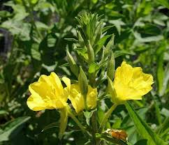 Attēlu rezultāti vaicājumam “Oenothera biennis”