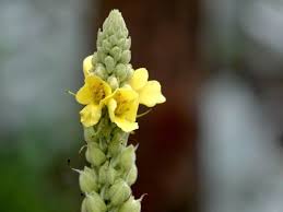 Attēlu rezultāti vaicājumam “Verbascum thapsus bud”