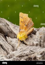 Attēlu rezultāti vaicājumam “Ennomos alniaria”