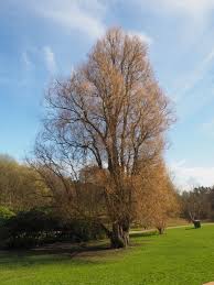 Attēlu rezultāti vaicājumam “Salix x fragilis”
