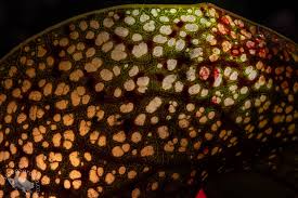 Attēlu rezultāti vaicājumam “Tortula lingulata macro”