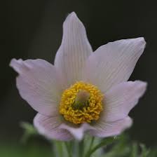 Attēlu rezultāti vaicājumam “Pulsatilla vulgaris”