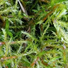 Attēlu rezultāti vaicājumam “Calliergonella cuspidata”