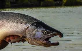Image result for Oncorhynchus kisutch