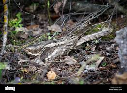 Attēlu rezultāti vaicājumam “Caprimulgus europaeus nest”