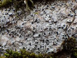 Attēlu rezultāti vaicājumam “Acrocordia gemmata”