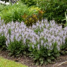 Image result for Salvia nemorosa