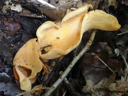 Attēlu rezultāti vaicājumam “Otidea onotica”