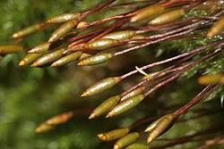 Attēlu rezultāti vaicājumam “Pylaisia polyantha”