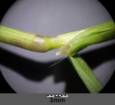 Attēlu rezultāti vaicājumam “Digitaria ischaemum leaf”