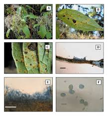 Attēlu rezultāti vaicājumam “Coleosporium sp.”