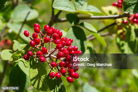 Attēlu rezultāti vaicājumam “Viburnum lantana”