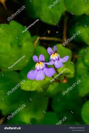 Attēlu rezultāti vaicājumam “Cymbalaria muralis flower”