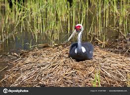 Attēlu rezultāti vaicājumam “Grus grus nest”