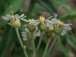 Attēlu rezultāti vaicājumam “Achillea salicifolia flower”