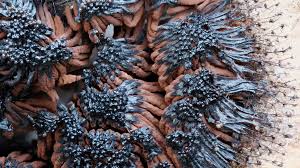 Attēlu rezultāti vaicājumam “Stemonitis lignicola spores”