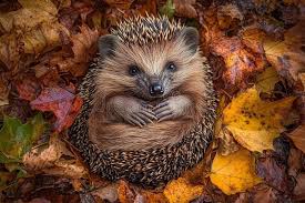 Attēlu rezultāti vaicājumam “Erinaceus sp.”