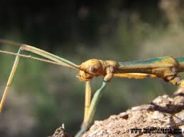 Attēlu rezultāti vaicājumam “Diderma simplex macro”