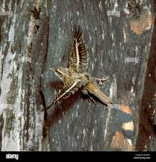 Attēlu rezultāti vaicājumam “Certhia familiaris”