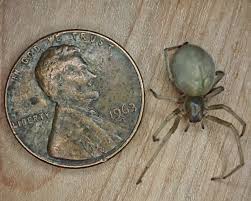 Attēlu rezultāti vaicājumam “Cheiracanthium sp. male”