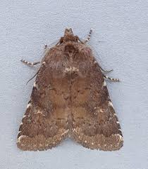 Attēlu rezultāti vaicājumam “Rusina ferruginea female”