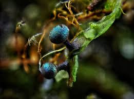 Attēlu rezultāti vaicājumam “Ophiotheca chrysosperma macro”