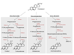 in the <b>adrenal cortex</b>.