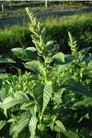 Attēlu rezultāti vaicājumam “Amaranthus retroflexus”
