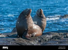 Image result for Eumetopias jubatus