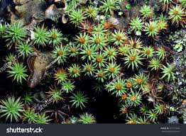Attēlu rezultāti vaicājumam “Polytrichum piliferum sporophyte”